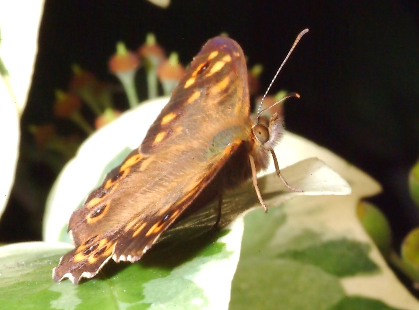 Sempre sull''Hedera e 